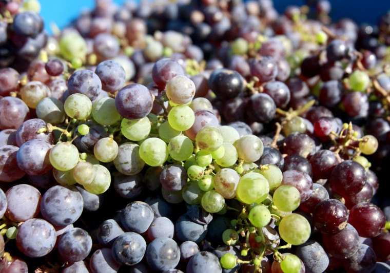 SaladoWineryGrapeHarvest9.jpg